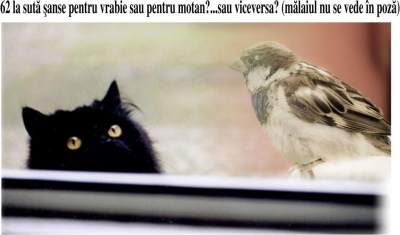 Din ciclul "Vrabia malai viseaza si nebunul balamuc" 