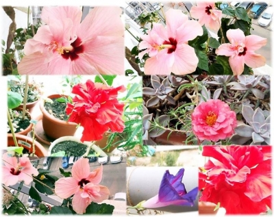 Florile mamei, de ziua ei